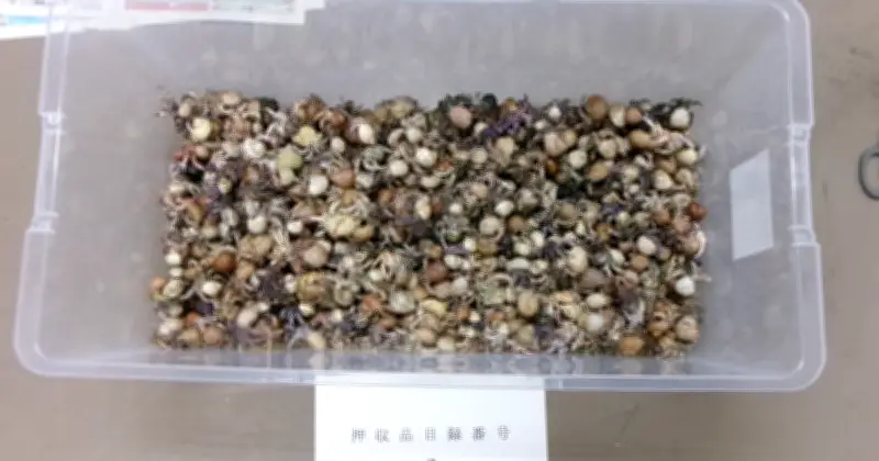 オカヤドカリ4163匹をコンビニに移動、中国在住の男3人逮捕