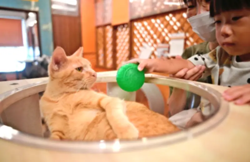 宜野湾の保護猫カフェ、営業日は毎日譲渡会　開業後300～400匹譲渡