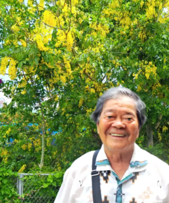 うるまのヌーリ川沿いでゴールデンシャワーが黄金の花を咲かせる