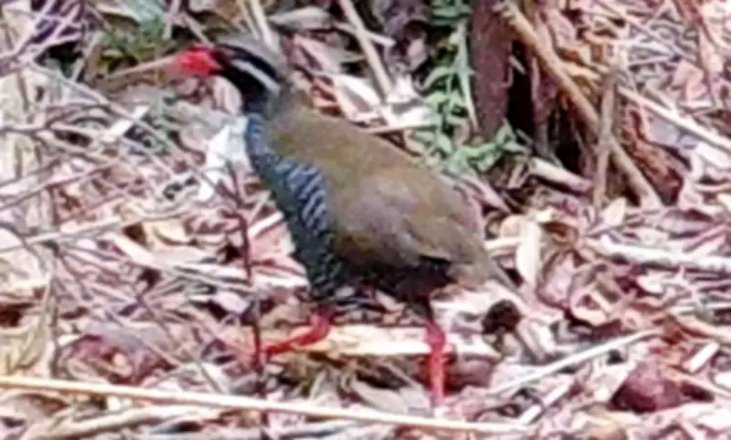 ヤンバルクイナ、名護で2年連続確認　県「個体数増加か」マングース防除策奏功