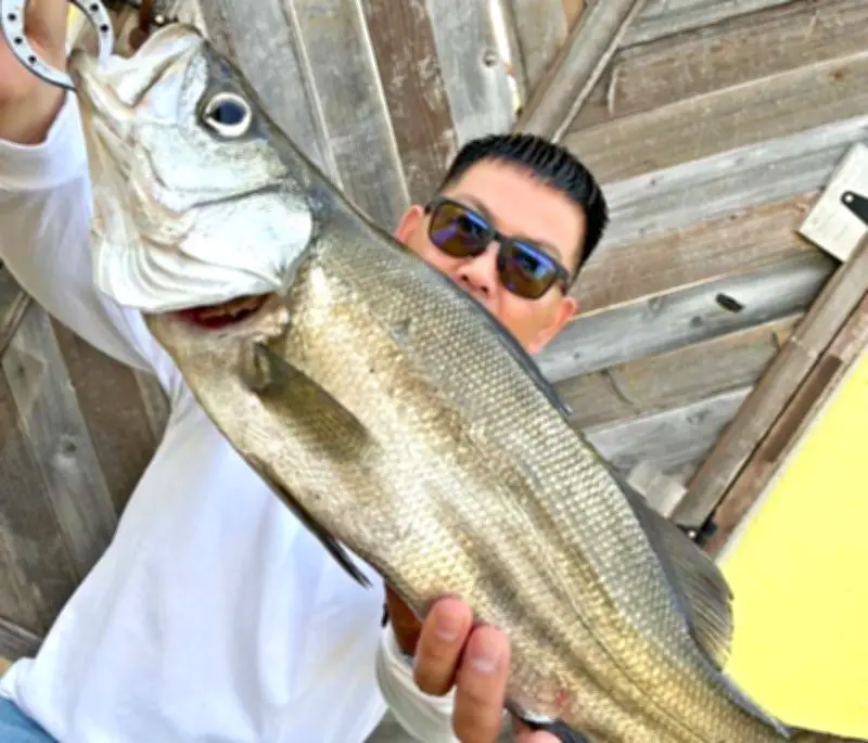 幻の魚ヒラスズキを釣り上げた天久聡さん、沖縄本島で記録なし