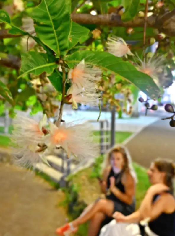 【沖縄days】蒸し暑い夏の夜、那覇市安里でサワフジ（サガリバナ）が開花、甘い香りが夕涼みを包む風景！