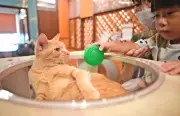 宜野湾の保護猫カフェ、営業日は毎日譲渡会　開業後300～400匹譲渡