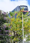 【沖縄days】青空の下で輝くゴールデンシャワーとサルスベリのアーチが頭上を彩る（那覇市首里儀保町）