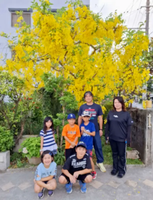 名護市東江の目抜き通り沿いでゴールデンシャワーが見頃 約40年前に植えた住民の庭先を学童の児童らが観察
