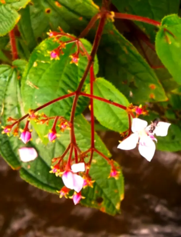 名護・轟の滝公園でハシカンボクがピンクの花を開花