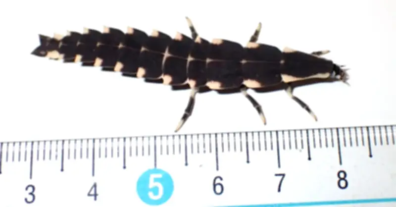 那覇・末吉公園で外来ホタル初確認　ヤエヤママドボタル幼虫、在来種への影響懸念
