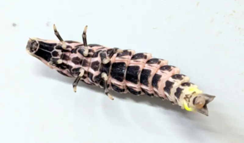 外来ホタルの幼虫、那覇・末吉公園で初確認 県指定外来種のヤエヤママドボタル