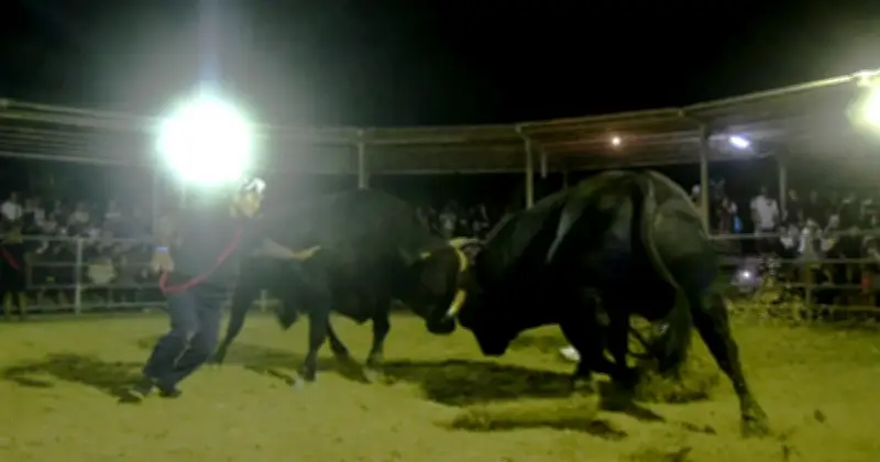 マルジン粘り勝ち　石垣旧盆ナイター闘牛　マルシン荒鷲押し込み勝利