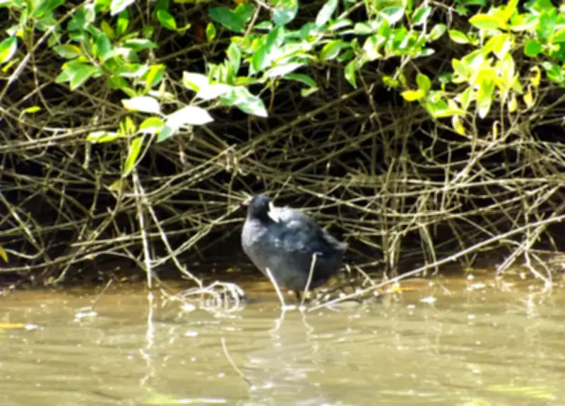 渡り鳥オオバン、大宜味村の大保川で観察 カラスに襲われ川へ逃げる
