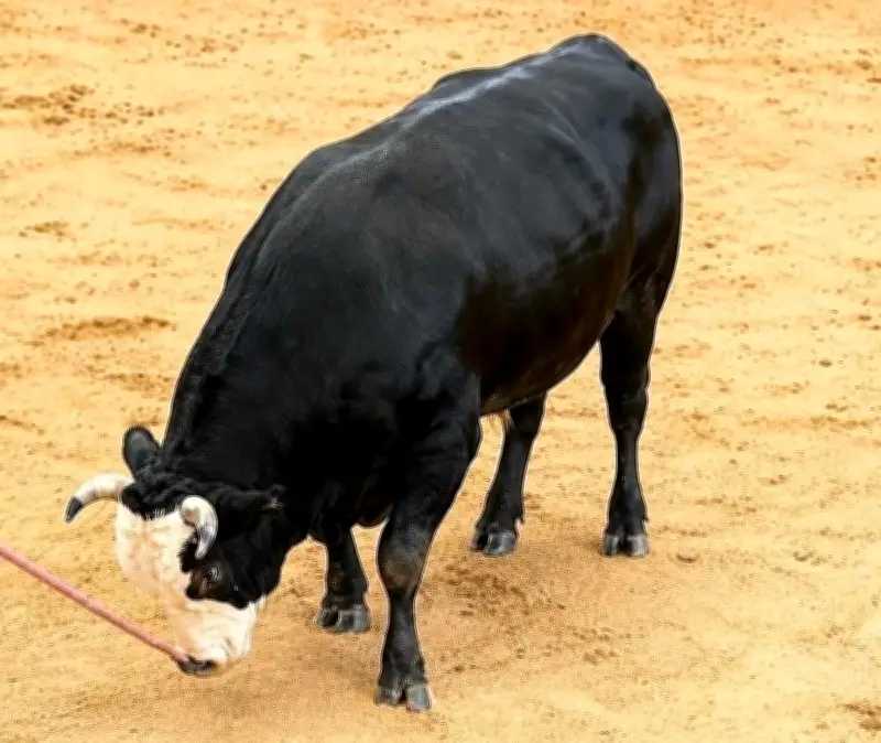 長堂畜産昇鯉、２戦目で大物証明なるか 夏休みナイター闘牛大会に注目