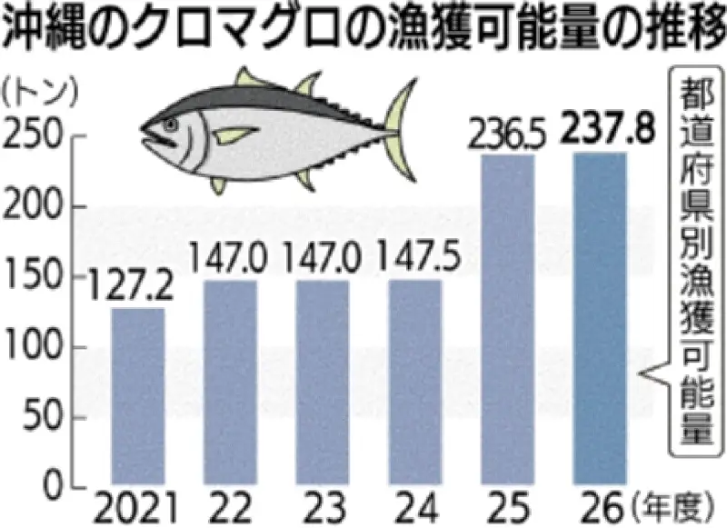 太平洋クロマグロ漁獲枠拡大で沖縄県の割り当ても増加へ 期待と不安の声