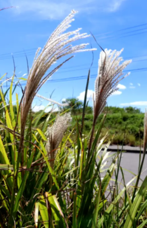 石垣市でススキの穂が一足早く開花 秋の七草