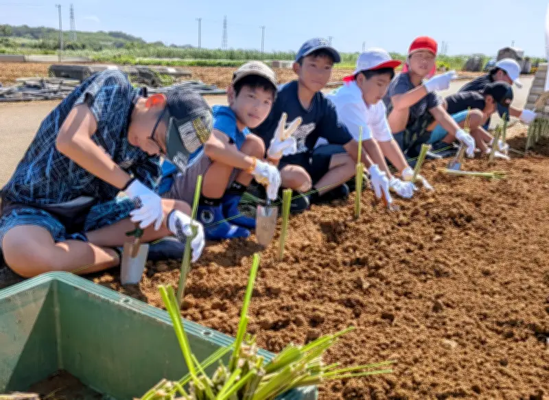 糸満・高嶺小5年生がニンジン畑にベチバー770本植栽、赤土流出防止学ぶ