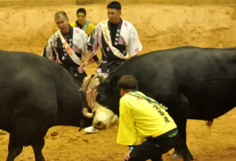 闘牛「突撃嵐麗叶号」が激闘制す 夏休みナイターで2連勝