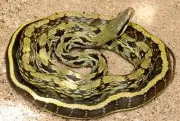 特定外来生物タイワンスジオ、東村で相次ぎ目撃　生態系への影響懸念