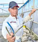 電照菊の銅線盗難、本島全域に拡大 昨年8月から32件 農家は出荷への影響懸念
