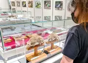 沖縄・やんばるの生き物たち展示会 県立図書館で24日まで