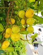フクギの実が色づき盛夏の終わり告げる 23日は「処暑」