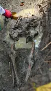 全身そろった遺骨や拳銃弾発掘　NPO空援隊が西原町の丘陵地で収容作業