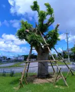 台風で倒れた胡屋十字路のガジュマル、移植2カ月で新芽 順調に回復
