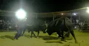 マルジン粘り勝ち　石垣旧盆ナイター闘牛　マルシン荒鷲押し込み勝利
