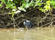 渡り鳥オオバン、大宜味村の大保川で観察 カラスに襲われ川へ逃げる