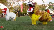 名護・為又で夏まつり 園児が獅子舞やエイサー披露