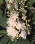 夜に咲くサガリバナ、名護市の宇茂佐の森公園で見頃 7月26日には近所の人が訪れ、木に多くのつぼみが付いている
