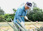 東村のパイン農家が激減、高齢化や資材高騰で遊休地増加 新規就農支援に活路