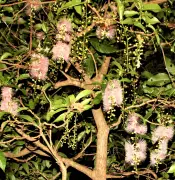 国頭村の川沿いでサガリバナ開花 夜に甘い香り漂う