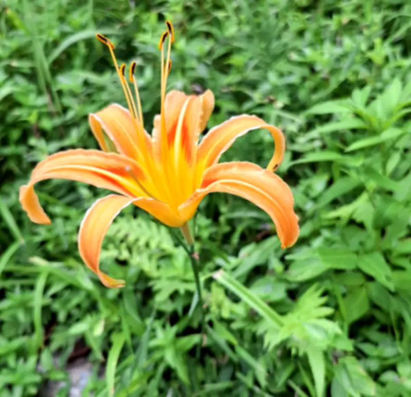 恩納村の山すそでアキノワスレグサがオレンジ色の花を咲かせる