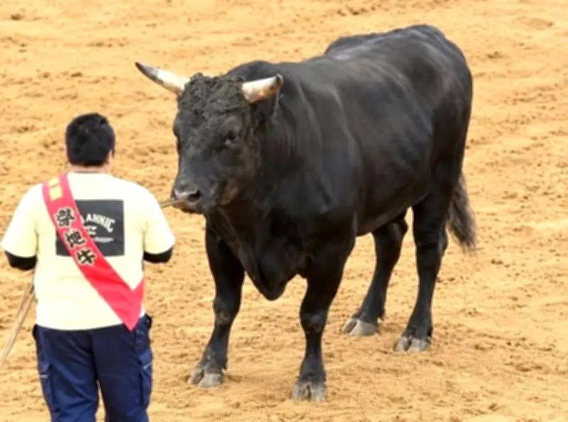 琉球荒迅、結びの一番に抜てき 20日うるま闘牛カーニバルで出世戦