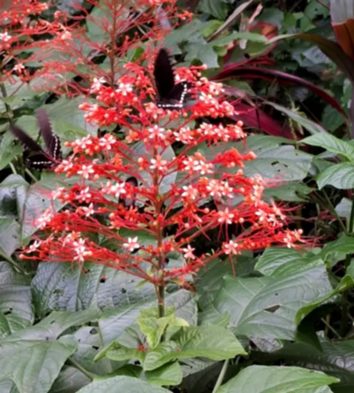 シマヒギリ満開、朱色の花が道沿いに 今帰仁村玉城
