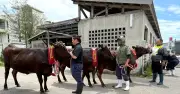 牛36頭とヤギ58頭出品　第22回うるま市畜産共進会で受賞者発表