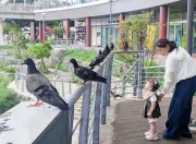 ハトと少女の静かな交流 那覇・安里で撮影された一枚