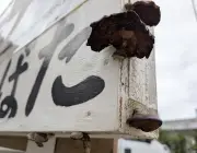 宮古島市の木製看板にキノコ？ 大雨の影響か、住民驚く
