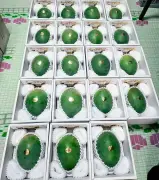 県産キーツマンゴー英国へ初出荷　新垣通商が3農家の150キロ輸出