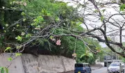 名護市中山の県道84号沿いでカンヒザクラが季節外れに開花
